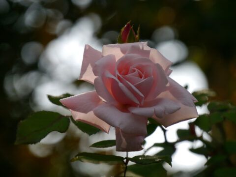 Rosa 'New Dawn' in Wurzerls Garten