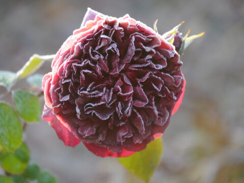 Die englische Rose 'Munstead Wood' in Wurzerls Garten