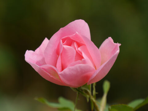 Rose 'The Lady's Blush' in Wurzerls Garten