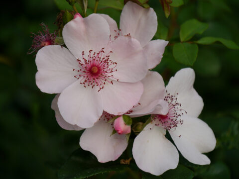 Rosa 'Sweet Pretty' in Wurzerls Garten