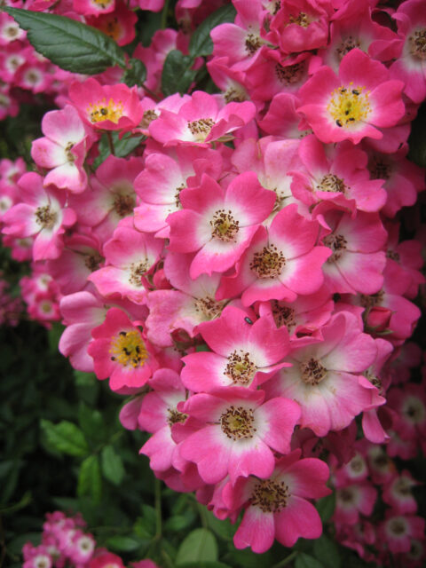 Rosa 'Mozart' in Wurzerls Garten