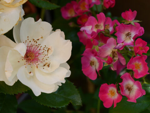 Rosa 'Jacqueline Du Pré' mit Rosa 'Mozart' in Wurzerls Garten