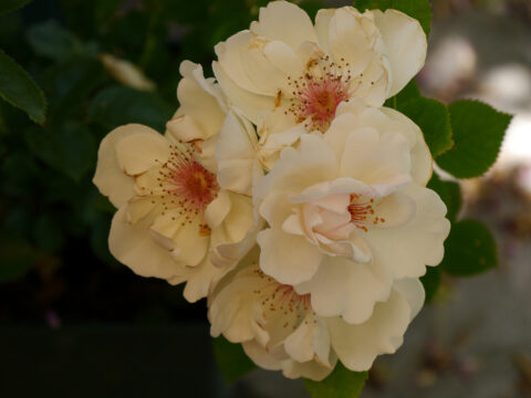 Rosa 'Jacqueline Du Pré' in Wurzerls Garten