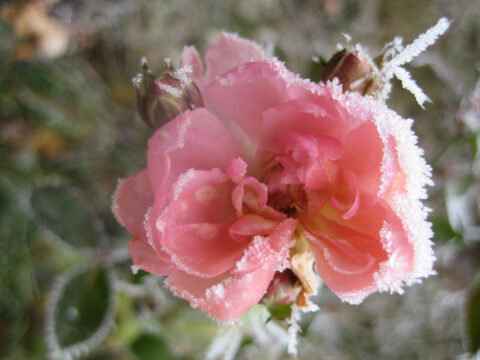 Rosa 'The Fairy' im Winter