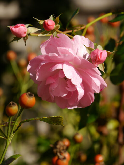 Rosa 'Bonica 82' in Wurzerls Garten