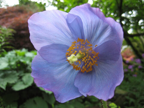 Meconopsis, das blaue Wunder