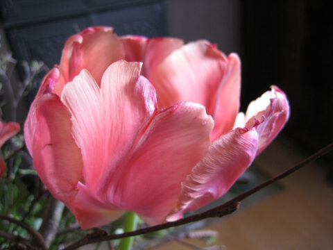 Tulpenblüte in Wurzerls Garten