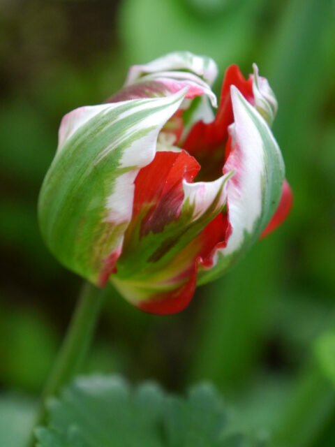 frühe Tulpe in Wurzerls Garten