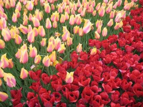 Professionelle Tulpen-Pflanzung bei "Lale-Festival" in Istanbul