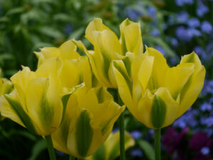 Tulipa 'Yellow Springgreen', Viridiflora-Tulpe, Wurzerls Garten