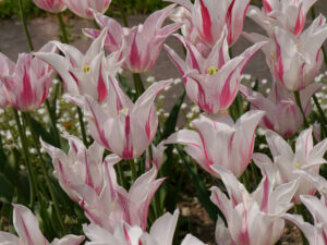 Tulipa 'Marylin', Lilienblütige Tulpe, Wurzerls Garten