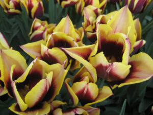 Tulipa 'Gavotte', in Wurzerls Garten