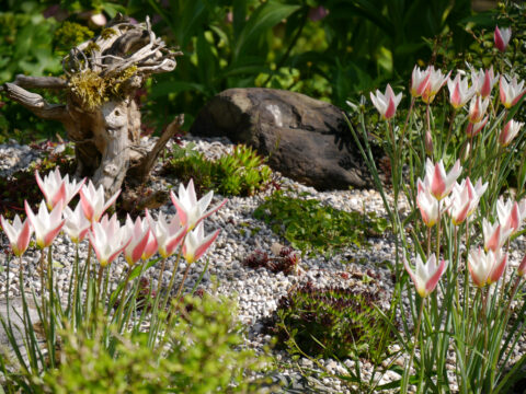 Tulipa clusiana 'Lady Jane' im Steingarten von Wurzerls Garten