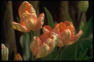 Papageientulpen 1996 in Wurzerls Garten