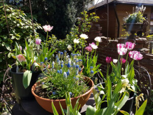 Tulpen-Restblüte im Mai in Wurzerls Topfgarten