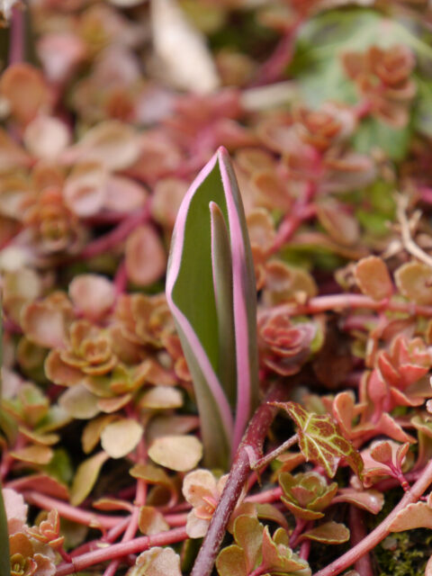 frischer Austrieb einer Tulipa greigii zwischen Sedum und Efeu in Wurzerls Garten. 