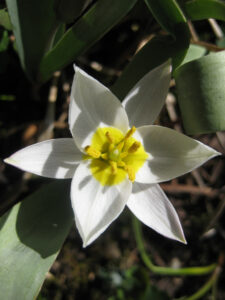 Tulipa biflora, die zweiblütige Tulpe, Steingarten, Wurzerls Garten