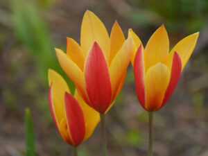 Tulipa clusiana var. chrysantha in Wurzerls Garten