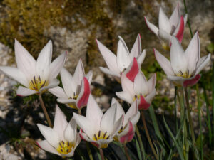 Tulipa clusiana 'Lady Jane' in Wurzerls Steingarten