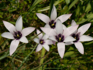 Tulipa clusiana 'Peppermintstick', Wurzerls Garten