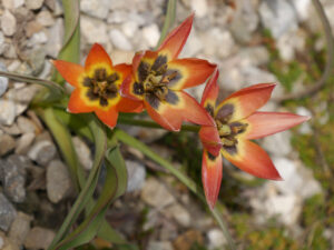 Tulipa hageri, Zwergtulpe in Wurzerls Garten