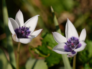 Tulipa humilis var. pulchella 'Albocaerulea' in Wurzerls Garten