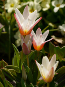 Tulipa kaufmanniana 'Hearts's Delight' in Wurzerls Garten