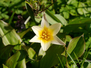 Tulipa kaufmanniana 'Johann Strauss' in Wurzerls Garten