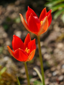 Tulipa montana, Wurzerls Garten