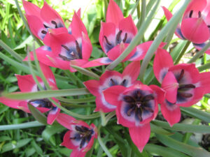 Tulipa pulchella var. violacea in Wurzerls Garten