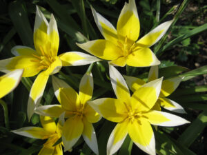 Tulipa tarda in Wurzerls Garten