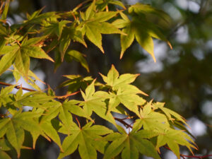 Ahorn mit beginnender Herbstfärbung