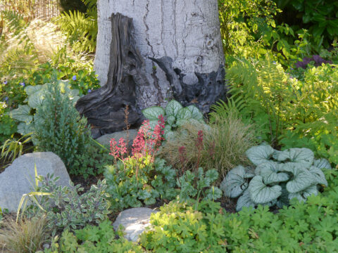 Im rechten Schattenbeet im Garten Schroth