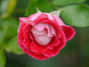 Rosa 'Schöne Koblenzerin', Garten Schroth