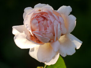 Rosa 'Aphrodite' im Garten Schroth