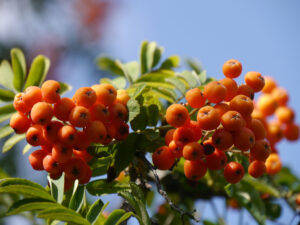 Die Ebereschen (Sorbus) tragen schon Früchte