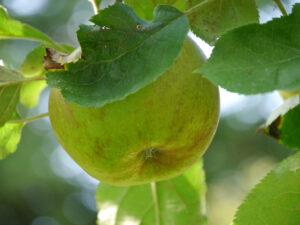 Apfel auf der Obstbaum-Wiese, Garten Schroth