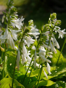 Hosta plantaginea, Garten Schroth