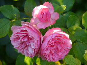 Rosa 'Leonardo da Vinci', Garten Schroth