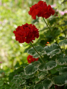 Pelargonien lieben den heißen August, Wurzerls Garten