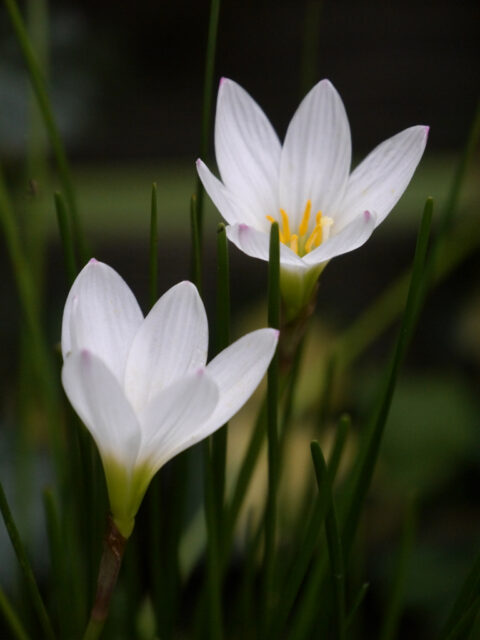 Zephiranthes candida, Wasser-Krokus, Wurzerls Garten