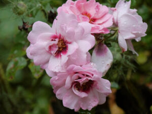 Rosa 'Bright Eyes', Wurzerls Garten