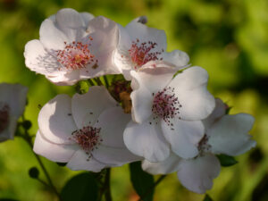 Rosa 'Sweet Pretty', Wurzerls Garten