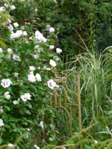 Hibiscus syriacus und Miscanthus variegatus, Wurzerls Garten