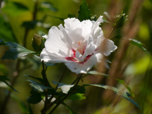 Hibiscus syriacus, Wurzerls Garten