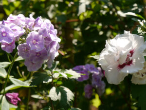 Russischer Phlox im Flirt mit Hibiscus syriacus, Wurzerls Garten