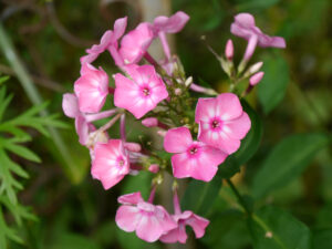 Phlox in Wurzerls Garten