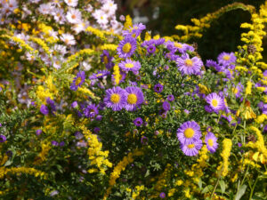 Aster 'Schöne von Dietlikon', Solidago, Eulengarten, Martina Krause, Braunschweig