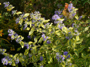 Caryopteris clandonensis 'Summer Sorbet', Eulengarten, Martina Krause, Braunschweig