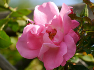 Rosa 'Manita', Eulengarten, Martina Krause, Braunschweig